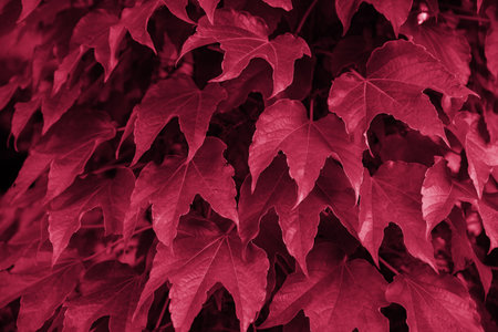 Trendy color 2023 viva magenta red toned plant leaves lush foliage natural background.Wall of leaves of wild grapes.texture of Leaves.Botanical background of reddened autumn leaves of wild grapesの写真素材