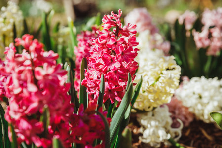 Multicolored flowers hyacinths in bloom in spring garden with sunny rays, traditional easter...