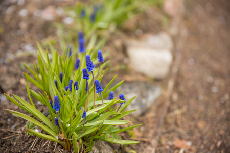 Muscari bulbs in a flower border covered in snow in spring. Sunny spring day. Mouse hyacinth. Blue...