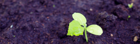 small cucumber sprout plant growing.Green fresh seedlings sprouts grow in soil , home gardening, spring season.agriculture concept. copy space. web bannerの写真素材
