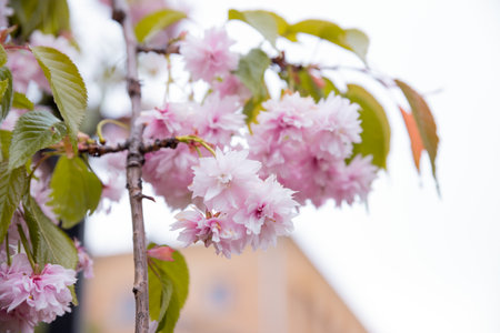 Cherry blossom in full bloom. Twig with Cherry flowers in small clusters on a cherry tree branch, fading in to white. selective focus.Romantic springtime ,natural backgroundの写真素材