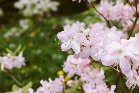 Beautiful and delicate rhododendron white flowers close up. Evergreen flowering shrub.many flowering azalea bushes.botanical garden, spring moodの写真素材