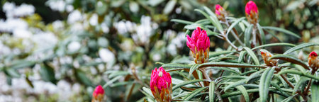 Beautiful and delicate rhododendron pink flowers close up. Evergreen flowering shrub.many flowering azalea bushes.botanical garden, spring moodの写真素材