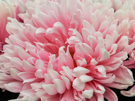 close up of a bunch of pink chrysanthemum flowers with yellow centers.Multiple petals of flowers. Chrysanthemum pattern, floral backgroundの写真素材