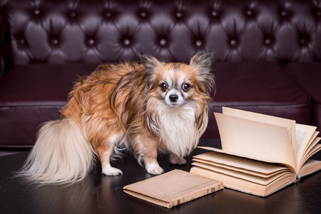 Long haired chihuahua in natural light lounges with book on a sofa, playful dog.Dog near couch.Chihuahua relaxingの写真素材