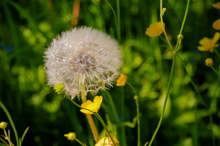 White fluffy dandelion on a green lawn, sunny warm day, summer, fluffs, seeds, serenity, wallpaper, screen saver, nature in summer, meadow, bright, picturesque, sunlight, summer mood, close-upの写真素材