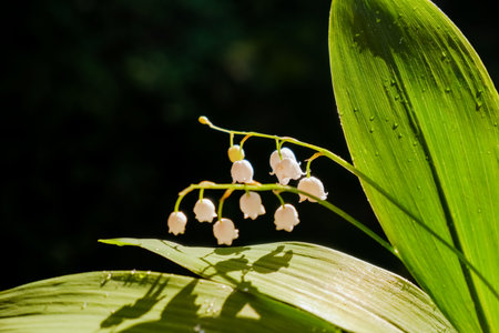 Bouquet of lilies of valley in vase against dark background. Lily of valley. blooming white flowers on sunny day close-up with space for text.Natural floral background. Soft focusの写真素材