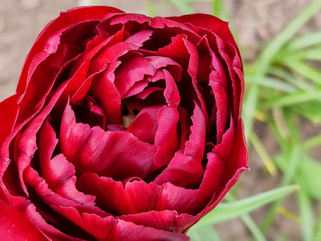fluffy tulip.Bright red tulips against the background of green grass on a summer day in a festive park.Spring flowers. Floral ,Gardening concept.Scarlet terry tulipsの写真素材