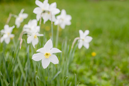 Daffodil flower Pheasants Eye, Poeticus Narcissus, a classic white flower with short and small...