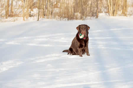 Brown labrador retriever playing in the snow on a cold winter day.Games in the yard on a winter day.happy pet. labrador dog holds a toy in his teethの写真素材