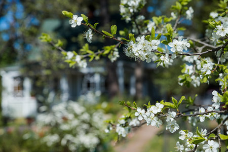 Close up of beautiful white flowers of fruit tree against blurred background on sunny spring day, selective focus. Spring background with fruits tree blooming.branch with white cherry flowersの写真素材