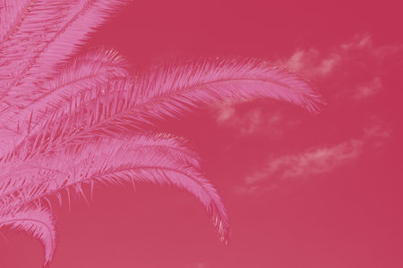 Date palm tree close up with sunlight seen through the leaves. Beautiful nature bakground. Color of the year 2023 inspired.Summer concept toned in color of the year viva magenta. abstract photoの写真素材