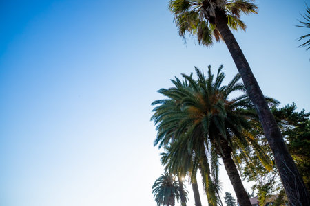 Palm trees at beach. Vintage post processed. Fashion, travel, summer, vacation and tropical beach...