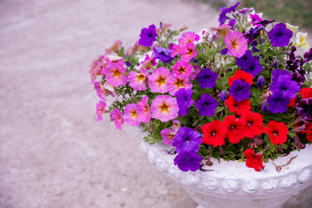 flower arrangement of burgundy petunias with black veins, white verbena and yellow calibrachoa in basket.Flower bed with petunia flowers, bright summer flowersの写真素材