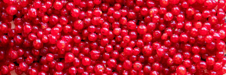 Berries of red currant in the top view. Background with red currants. Close-up of red...