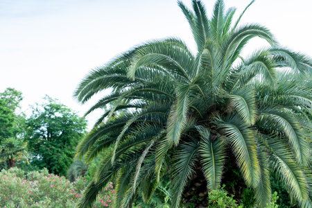 palm tree with green branches and coconuts against cloudless blue sky in sunshine. Palm trees at tropical gardenの写真素材