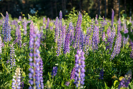 The field of wild multicolored lupinus flowers.Violet purple lupin in meadow. Colorful bunch of summer Blooming flowers.flower background or greeting card.Selective focusの写真素材