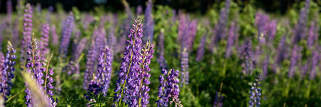 The field of wild multicolored lupinus flowers.Violet purple lupin in meadow. Colorful bunch of summer Blooming flowers.flower background or greeting card.web bannerの写真素材
