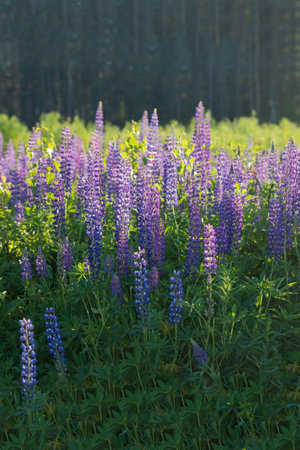 The field of wild multicolored lupinus flowers.Violet purple lupin in meadow. Colorful bunch of summer Blooming flowers.flower background or greeting card.Selective focusの写真素材