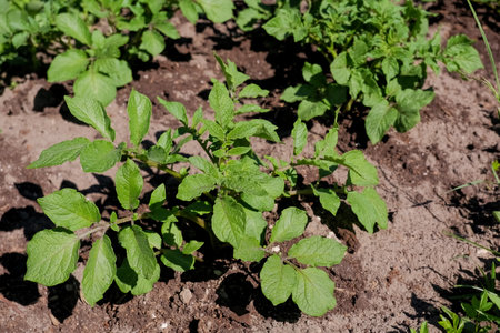 Young potato plant growing on the soil.Potato bush in the garden.Healthy young potato plant in organic garden.potato bushes grow on a farm. cultivation concept.の写真素材