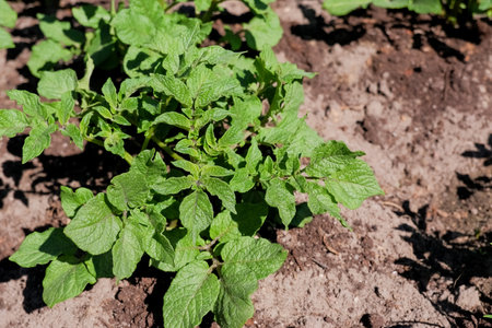 Young potato plant growing on the soil.Potato bush in the garden.Healthy young potato plant in organic garden.potato bushes grow on a farm. cultivation concept.の写真素材