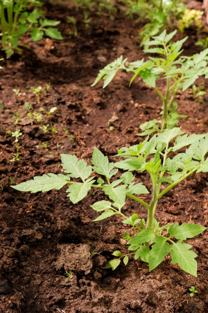 healthy tomato seedling in a greenhouse. growing your vegetables in garden. The concept of food self-sufficiency.Green tomato seedlings in a solar greenhouseの写真素材