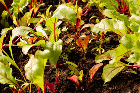 Young fresh beet leaves. Beetroot plants in a row from a close distance. row of young shoots of red beet. Agricultural beet plantation in the morningの写真素材