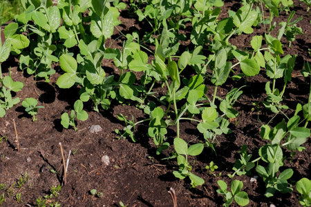 Sprouts of young pea plants grow in rows in a field. Selective focus.Delicate green shoots of young peas grow in rows in a field in the morning sun.の写真素材