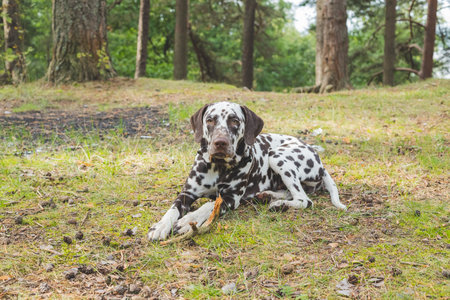 Beautiful Dalmatian, a dog with beautiful black spots in a park in nature in a forest on a green lawn.の写真素材