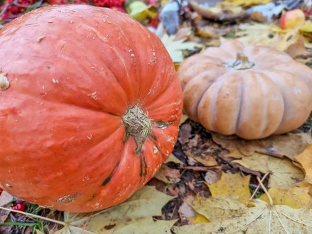 Decorative orange pumpkins at the farmers market. Orange ornamental pumpkins in sunlight. Harvesting and Thanksgiving concept.の写真素材