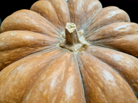 Decorative orange pumpkins at the farmers market. Orange ornamental pumpkins in sunlight. Harvesting and Thanksgiving concept.の写真素材