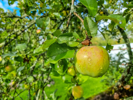 Apple tree. Branch of ripe red apples on a tree in a garden.Harvest time.Fresh organic green applesの写真素材