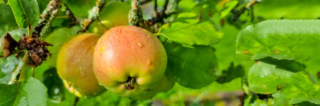 Apple tree. Branch of ripe red apples on a tree in a garden.Harvest time.Fresh organic green applesの写真素材