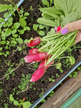 tasty eco radish from own garden. permaculture.Female hand holding crop of radishes in greenhouse. Concept of healthy food, organic vegetables. selective focusの写真素材