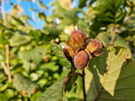 A macro shot of a cluster of hazelnuts hanging from the branches of a twisted hazel tree.Nuts ripen on the branch of the hazel bush.Young hazelの写真素材