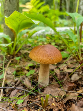 Season two porcini white mushrooms in forest. Autumn season pick up mushrooms. Healthy vegetarian food growing in nature. porcini mushroom, Boletus mushroom, ceps growing in forest.の写真素材
