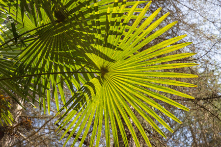 palm tree with green branches in sunshine. Palm trees at tropical coast. close up, sunny weatherの写真素材