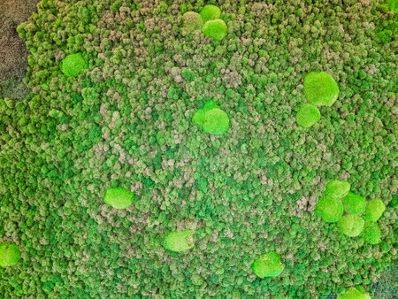 Close-up surface of the wall covered with green moss. Modern eco friendly decor made of colored stabilized moss. Natural background for design.Natural stabilized green Icelandic mossの写真素材