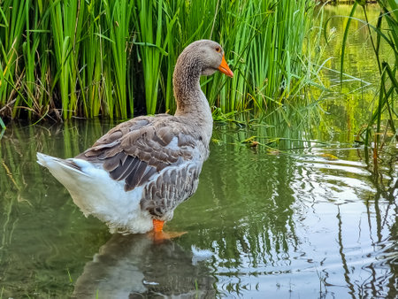Side view of a large Dewlap Toulouse Goose walking towards a pond.Toulouse geese domesticated French breed standing in water near green grass by a pond in rural south Franceの写真素材