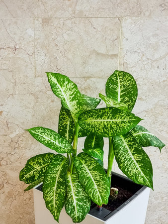 Dieffenbachia Compacta or Dumb canes plant in trendy handwoven seagrass and cotton cachepot. Indoor house dumb cane or Dieffenbachia plant, isolated on white background with clipping path. Urbanの写真素材