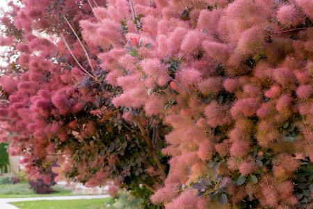 Pubescent branches of a beautiful red Scumpia tree of the sumac family, selective focus. Deciduous tree and shrub Cotinus, close upの写真素材