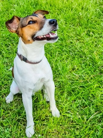 Jack Russell Terrier sitting in a field and smiling. Happy dog in a natural park.Happy active young Terrier. White-brown color dog face.Pet adoption conceptの写真素材