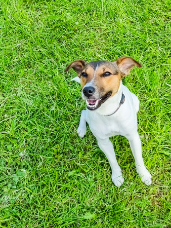 Jack Russell Terrier sitting in a field and smiling. Happy dog in a natural park.Happy active young Terrier. White-brown color dog face.Pet adoption conceptの写真素材