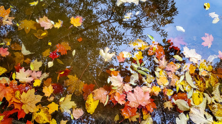 Colorful fall leaves in pond, lake, water, floating autumn leaf. Fall season leaves in rain. Sunny autumn day foliage. October weather, november nature background. Beautiful reflection in waterの写真素材