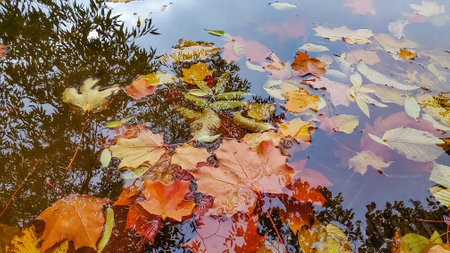 Colorful fall leaves in pond, lake, water, floating autumn leaf. Fall season leaves in rain. Sunny autumn day foliage. October weather, november nature background. Beautiful reflection in waterの写真素材