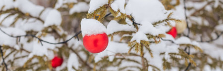 red christmas baubles hang on snowy fir branches outdoor. festive street decor. Christmas postcard with red ball on snowy Spruce branch.の写真素材