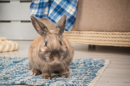 A healthy lovely baby brown bunny rabbit on the floor in room. Cute fluffy rabbit in basket.Lovely mammal with beautiful bright eyes. Animal Easter symbol concept.の写真素材
