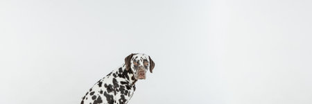 Dalmatian dog portrait with tongue out on white background. Dog looks right. Copy space.Dog Face Close Up.beautiful dalmatian dog posing, calmly sitting,Animal lifestyle, care. web bannerの写真素材
