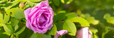 Pink roses in the garden blooming. gentle pink rose on green leaves background. Greeting card. web banner. Copy spaceの写真素材