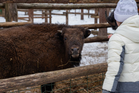 Winter scene.Large brown European bison stands in a snow near fence. Portrait of an adult male bison on the farm. Cloudy winter day.. Serious look. National park.の写真素材